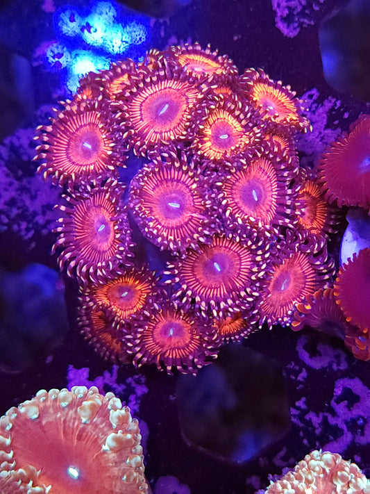 Armor of God Zoas