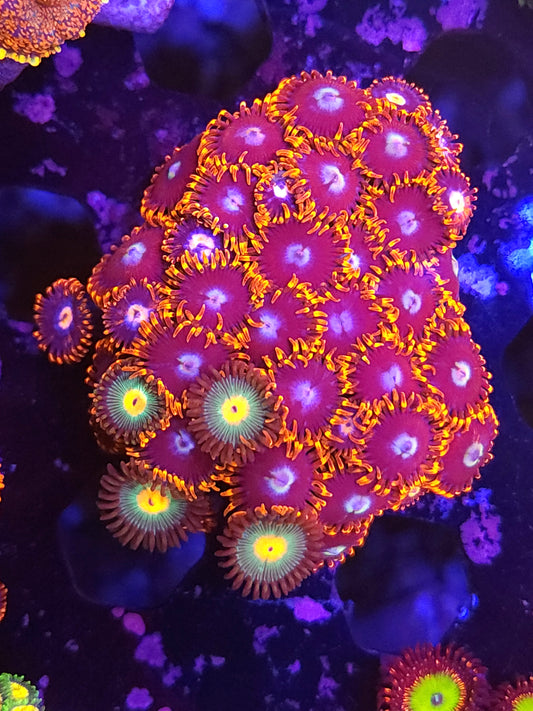 Mix Zoa Frag