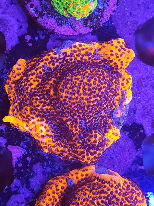 Mystic Sunset Montipora