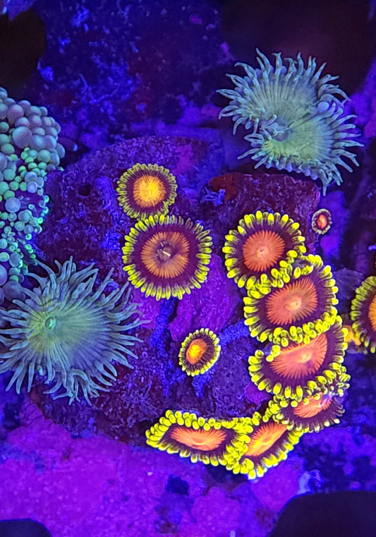 Mix Zoa Frag