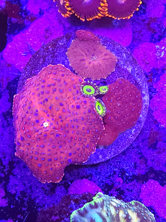 Superman Discosoma Mini Colony with Zoas