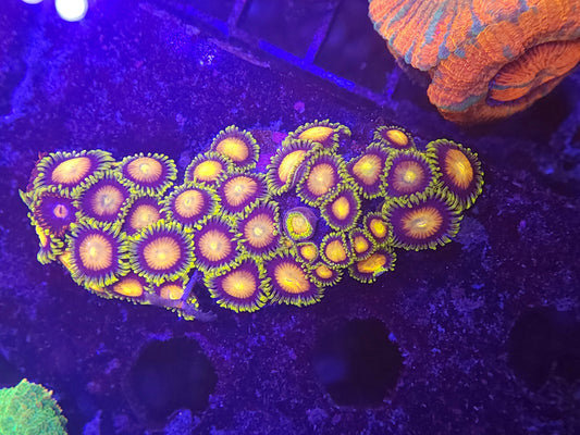 Ultra Dragon Eye Zoas Rock