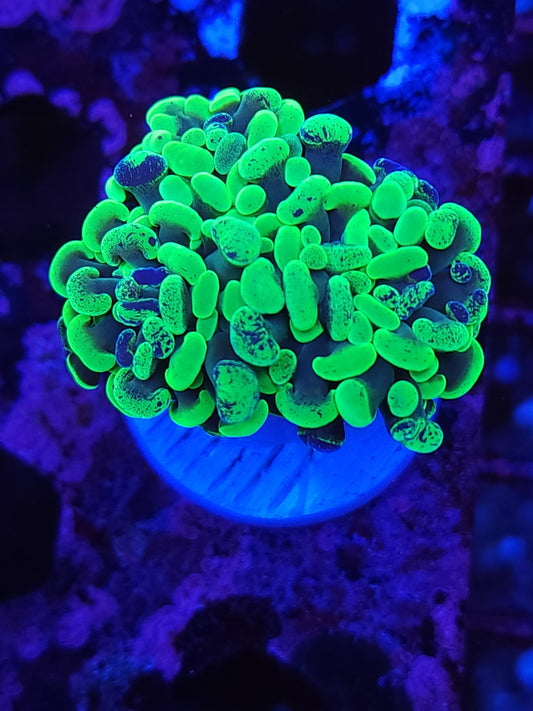 Toxic Splatter Hammer