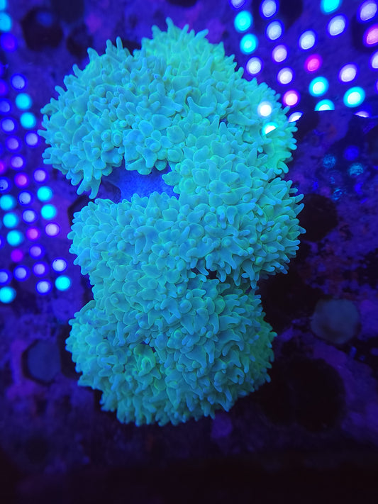 Large Neon Pearl Bubble Coral (Video in pics)