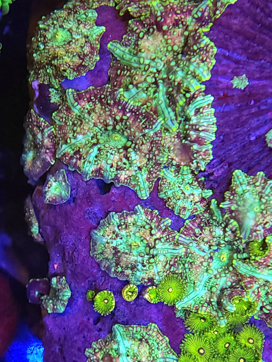 Mix Zoa and Mushroom Rock