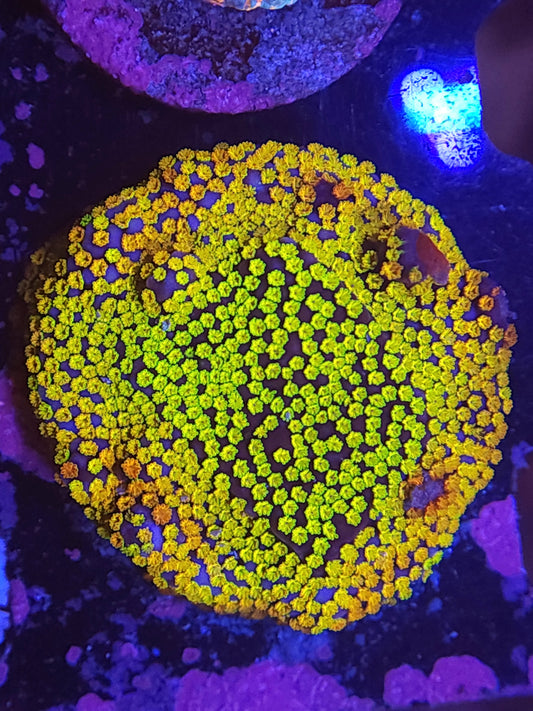 Rainbow Montipora