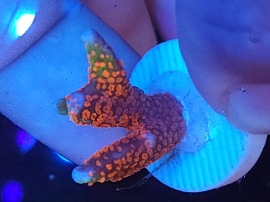 Forest Fire Montipora Digitata