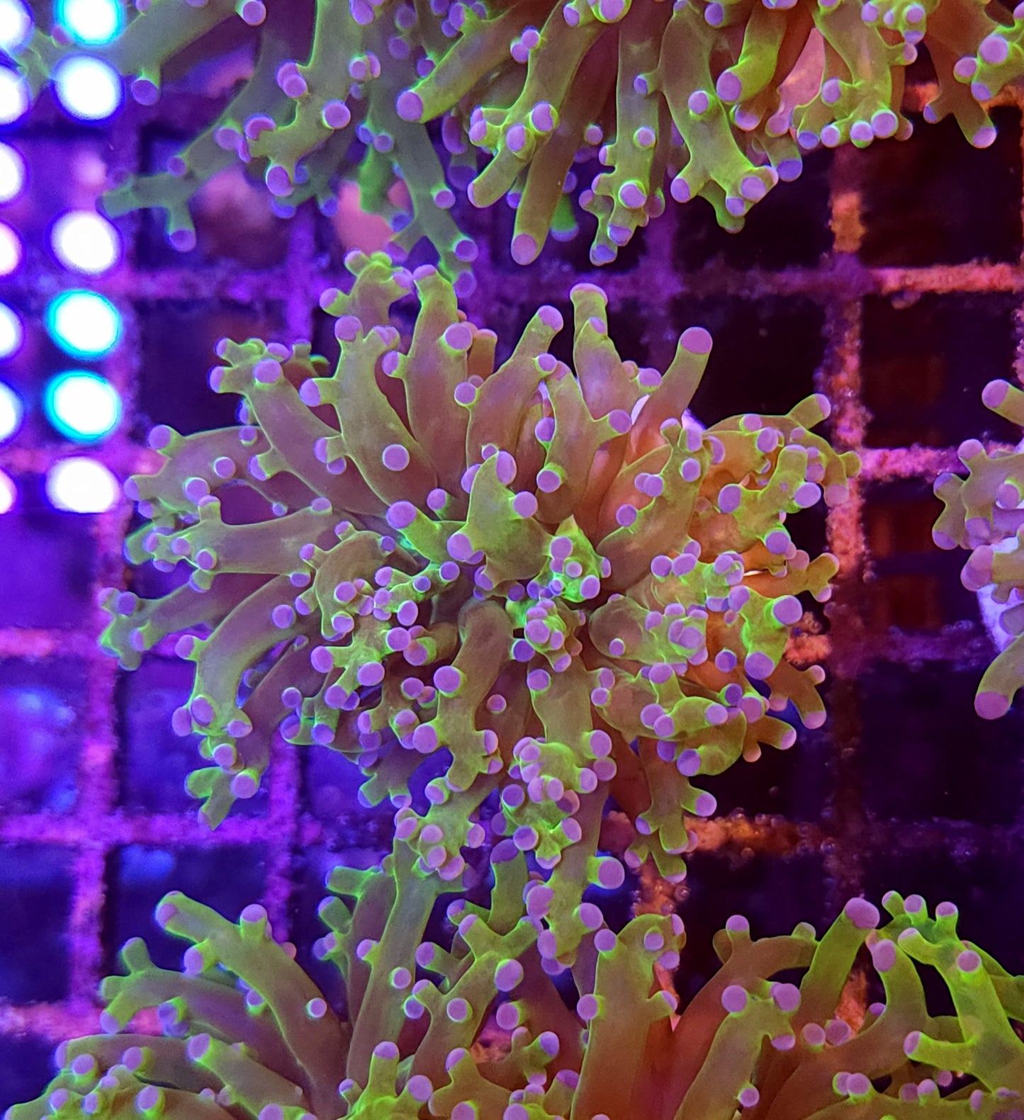 Neon Green with Pink Tip Frogspawn