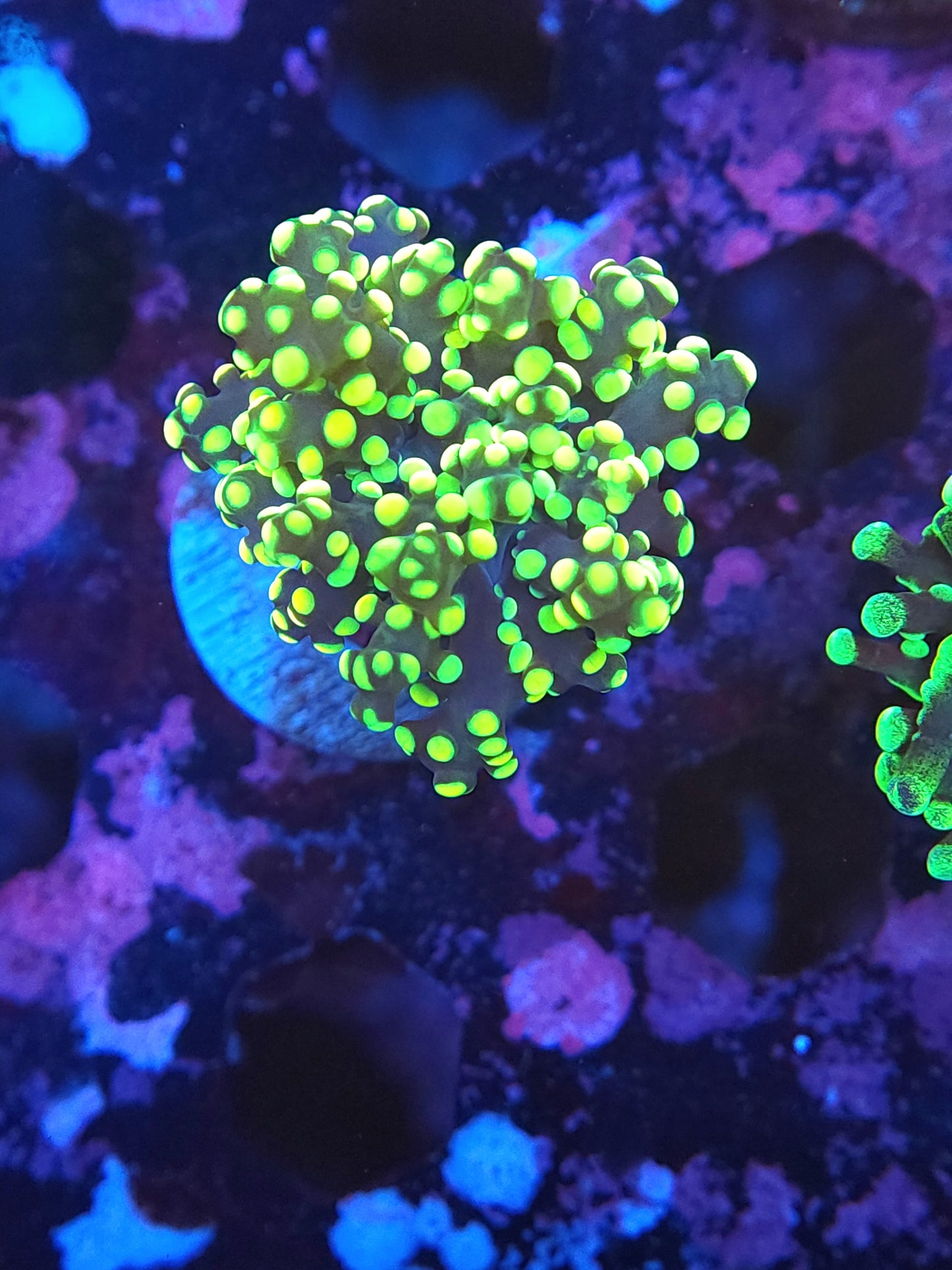 Lime Lime Octospawn