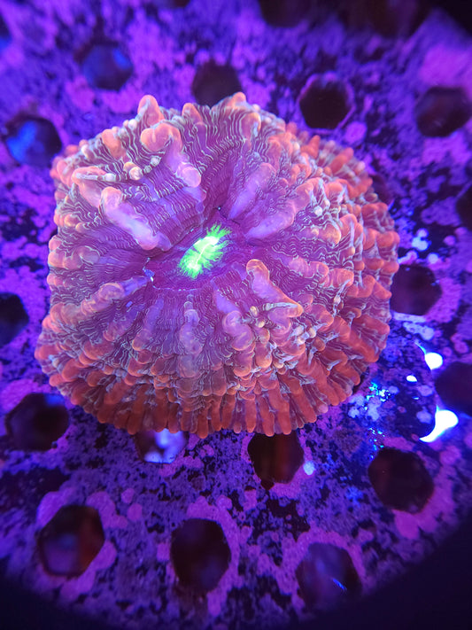 Ultra Green Mouth Indophyllia