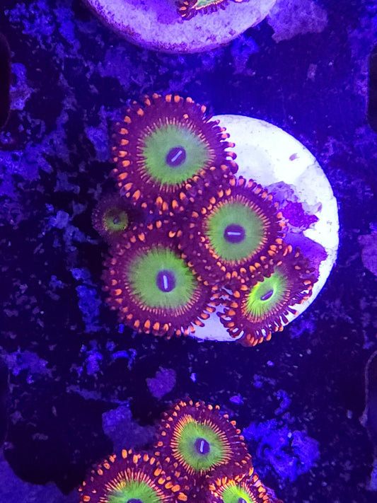 Candy Apple Red Zoas