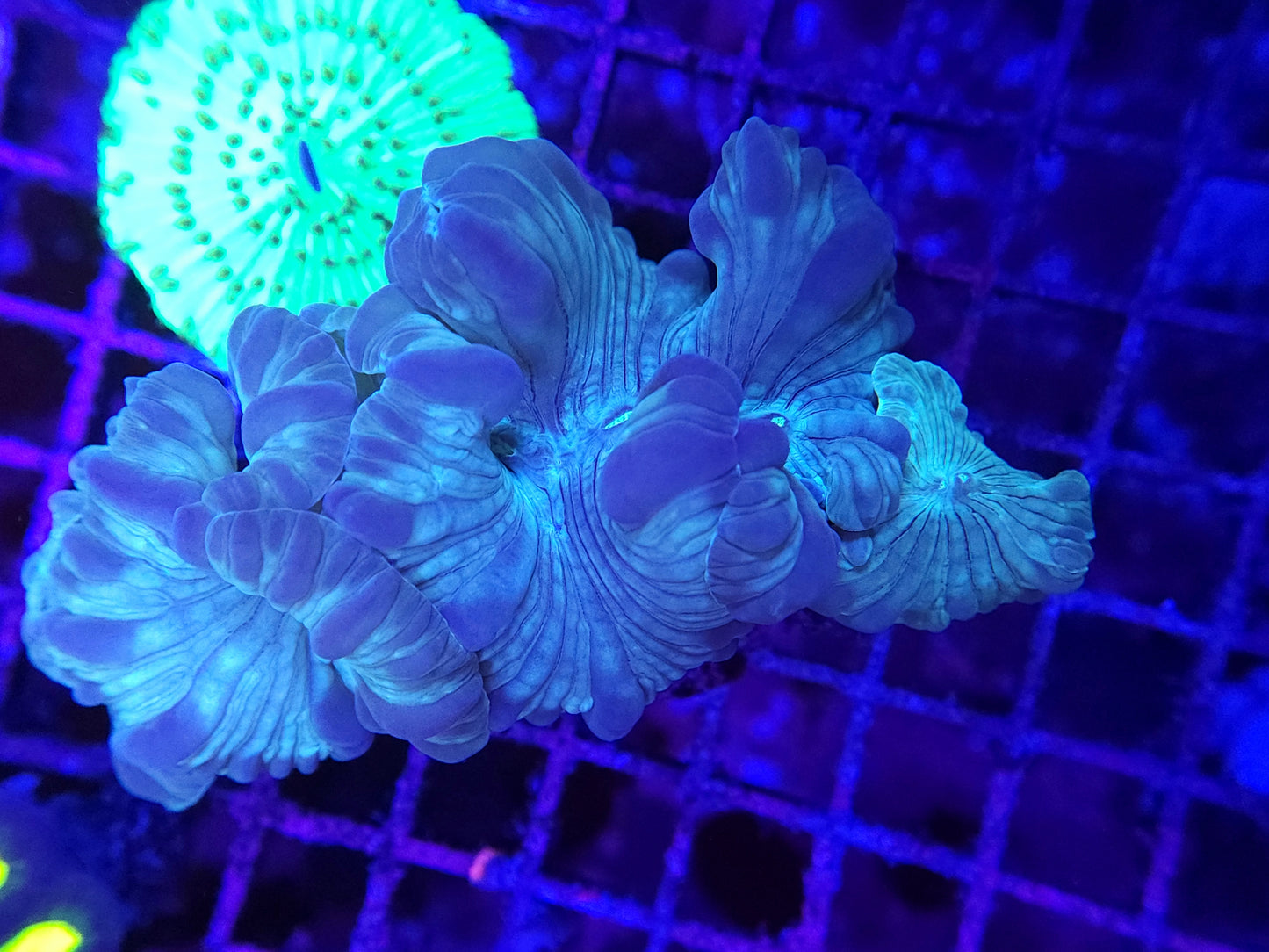 Large Fox Coral (Video in pics)