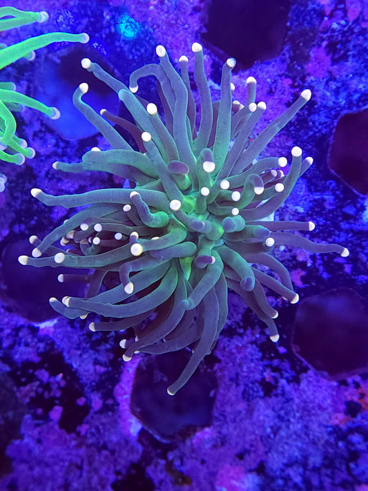 Green with Pink Tip Torch (Video in pics)