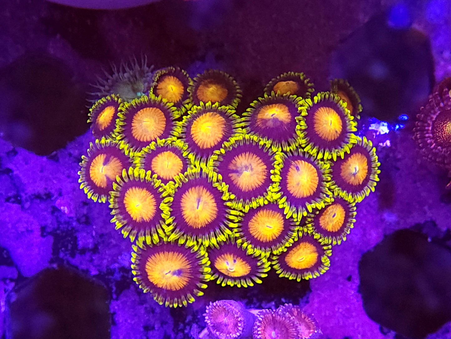 Large Frag Dragon Eye Zoas