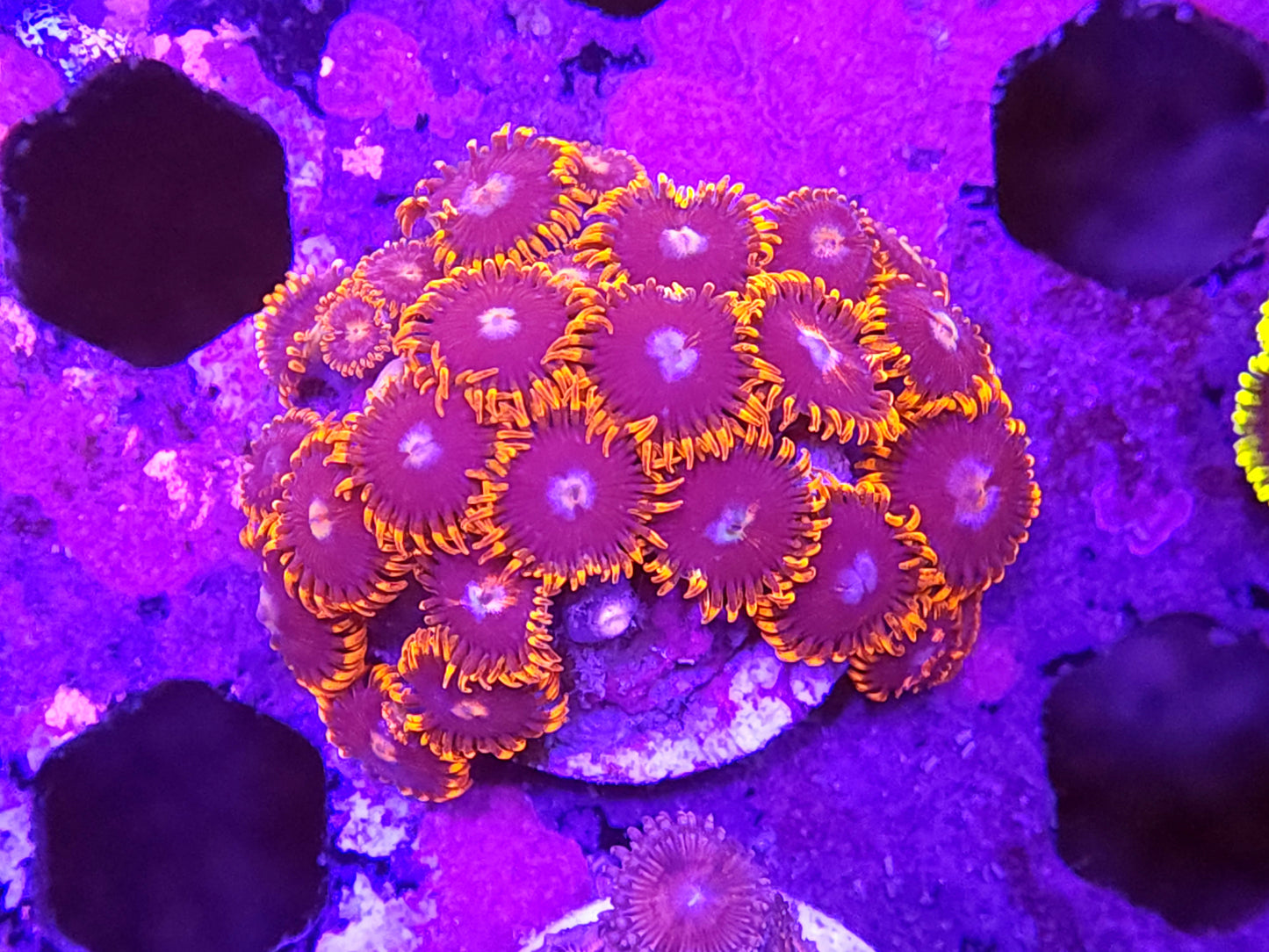 Fire and Ice Zoa Frag