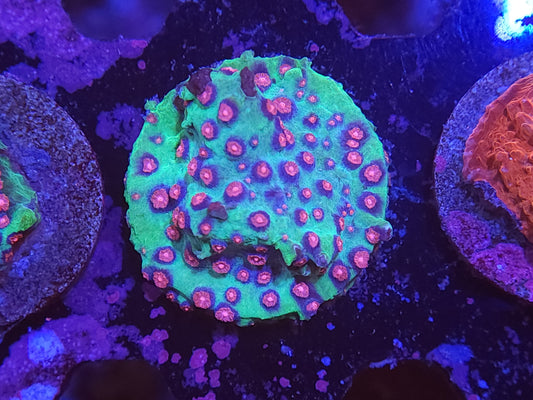 Alien Pox Cyphastrea