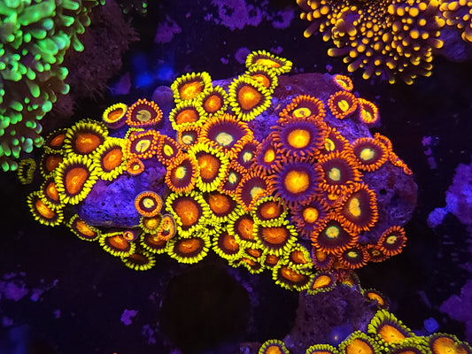Crazy Bright Mix Zoa Rock