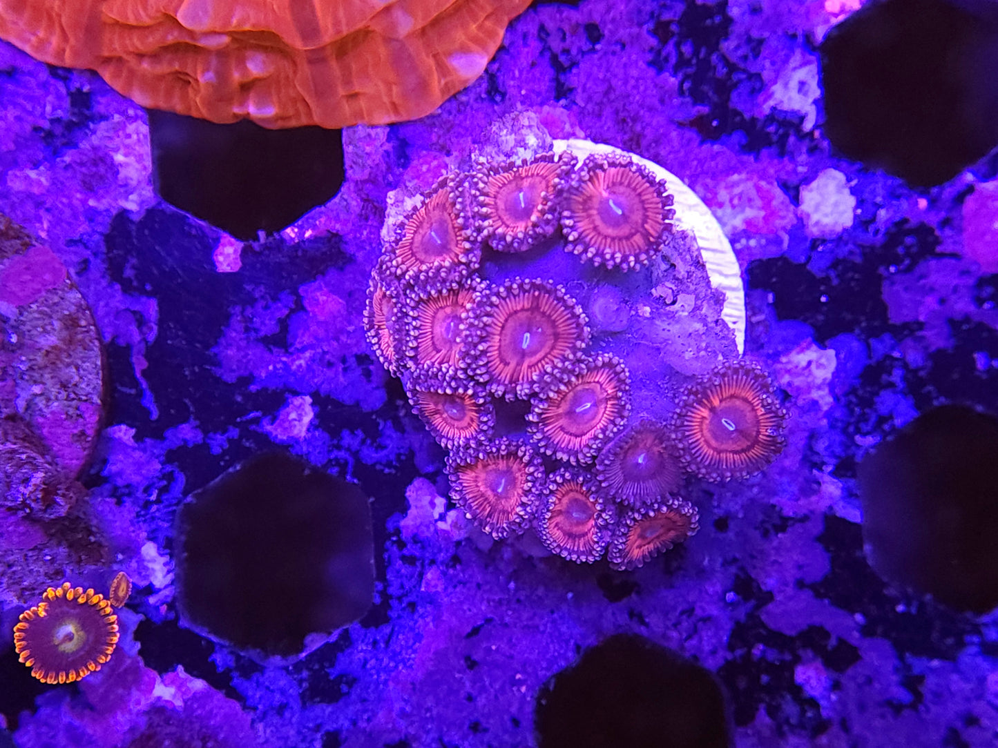 Pink Zoa Frag